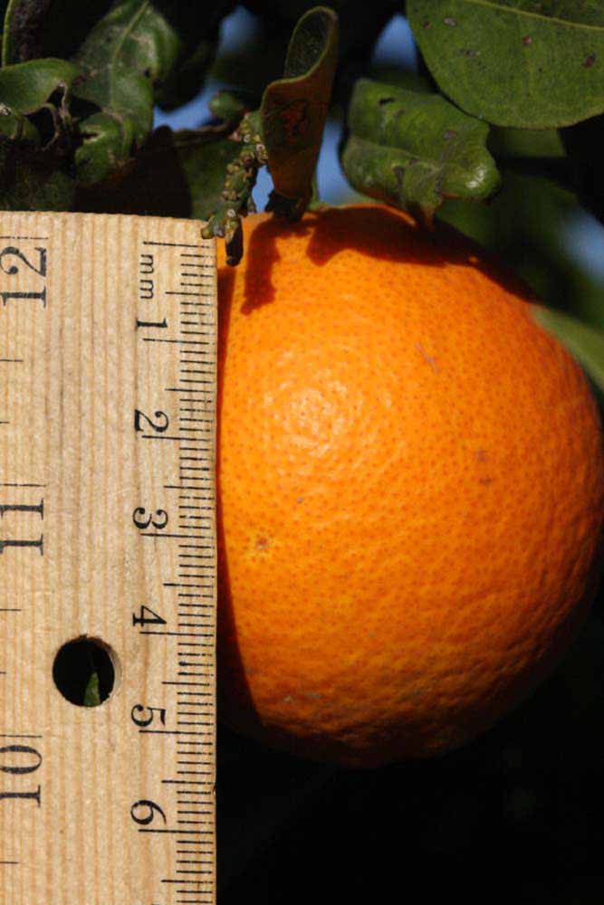              Fruit (Riverside, CA)       